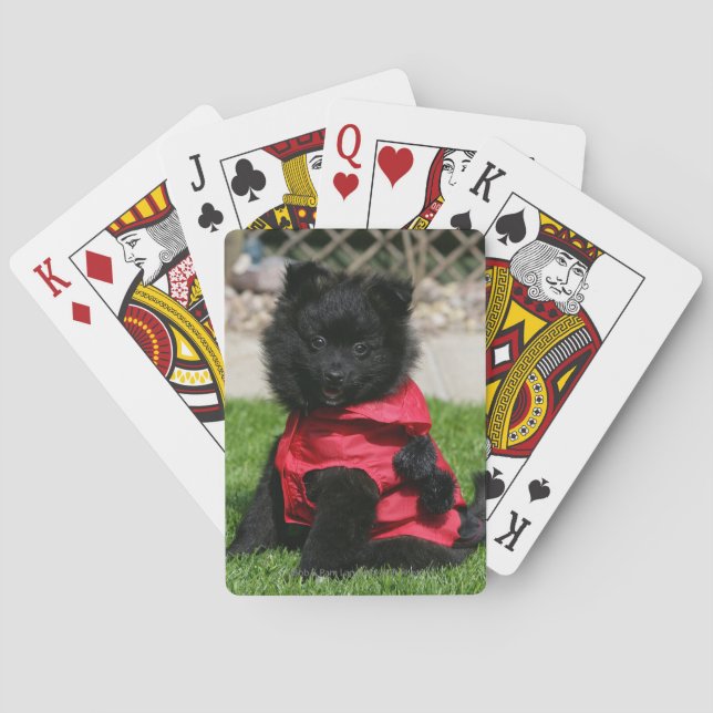 Jeu De Cartes Chien de Poméranie Noire regardant la caméra (dos)