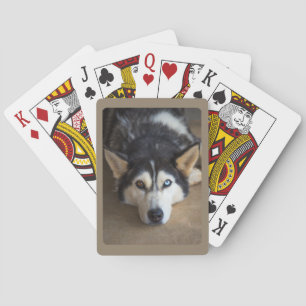 Jeu De Cartes Chien Husky avec oeil bleu et marron