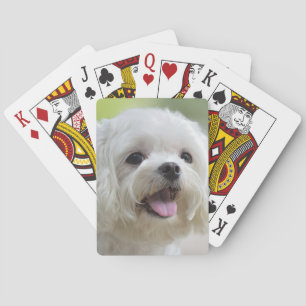 Jeu De Cartes Chien maltais blanc
