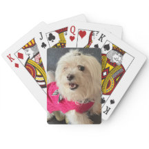 Chien maltais Jouer aux cartes