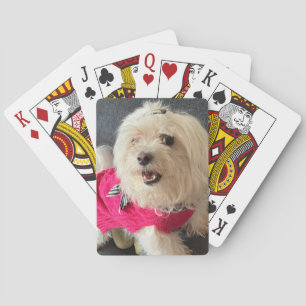 Jeu De Cartes Chien maltais Jouer aux cartes