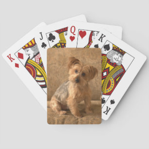Jeu De Cartes Chien Westie / Yorkie Magnifique pour Fondre Votre