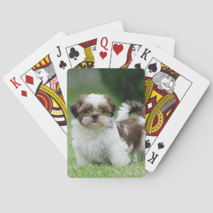 Jeu De Cartes Chih tzu chiot