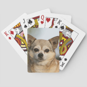 Jeu De Cartes Chihuahua Headshot