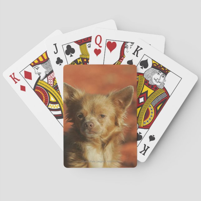 Jeu De Cartes Chiot Chihuahua en gros plan (dos)