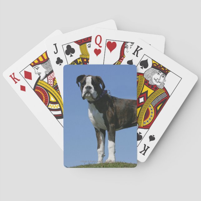 Jeu De Cartes Chiot de boîte vieux de 3 mois (dos)