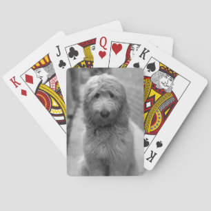 Jeu De Cartes Chiot De Goldendoodle En Jardin