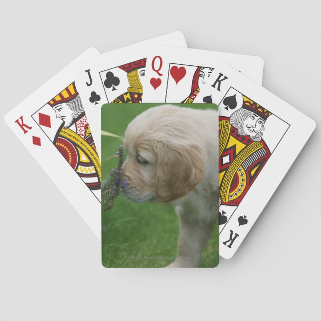 Jeu De Cartes Chiot Golden Retriever (dos)