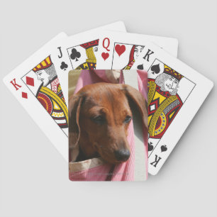 Jeu De Cartes chiot miniature Lisse-haired de teckel