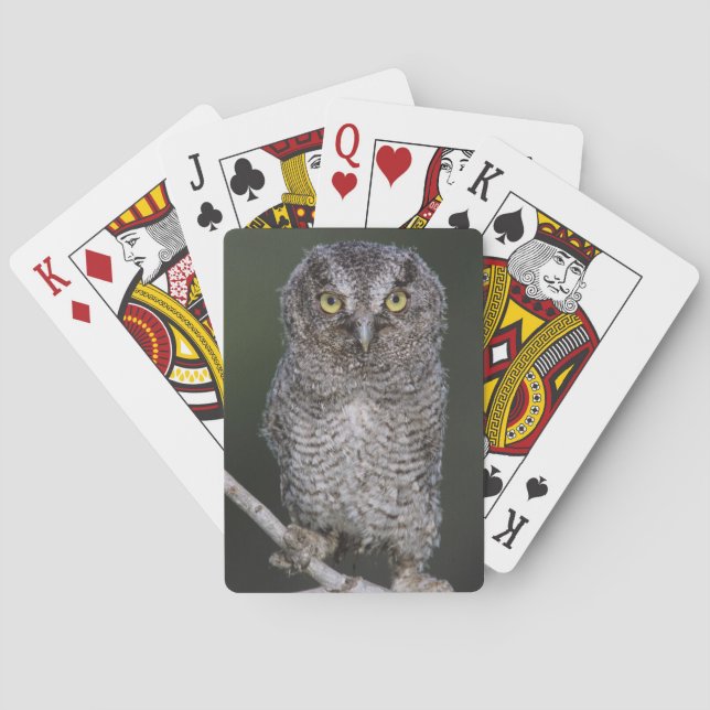 Jeu De Cartes Chouette à cris de l'Est, Megascops asio, Otus 2 (dos)