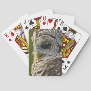 Jeu De Cartes Chouette barrée, Strix varia, Michigan