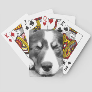 JEU DE CARTES COLLIE FRONTALIÈRE