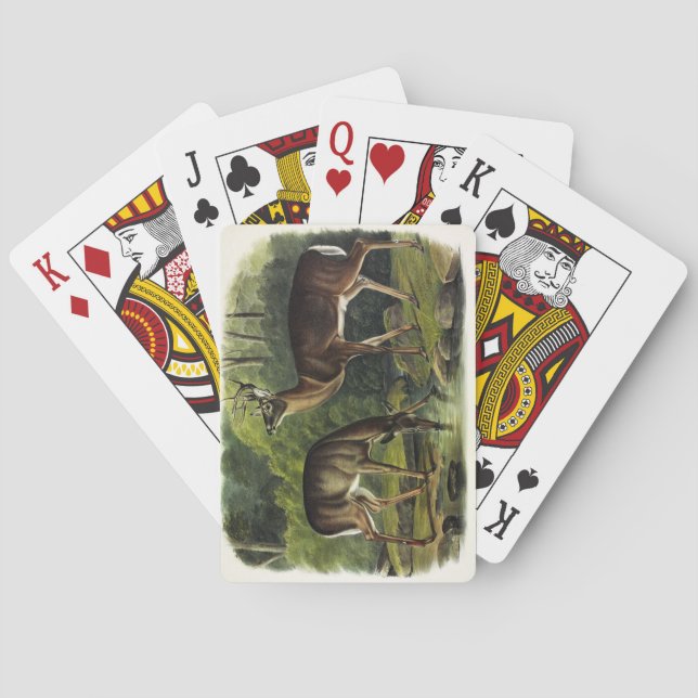 Jeu De Cartes Common Deer (dos)