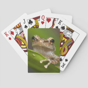 Jeu De Cartes Coqui commun, Eleutherodactylus coqui