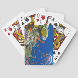 Jeu De Cartes Corail de la mer Rouge, Egypte