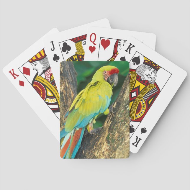 Jeu De Cartes Costa Rica, Ara Ambigua, Great Green Macaw. (dos)