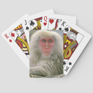 Jeu De Cartes Couple de singes des neiges, Macaque japonais,