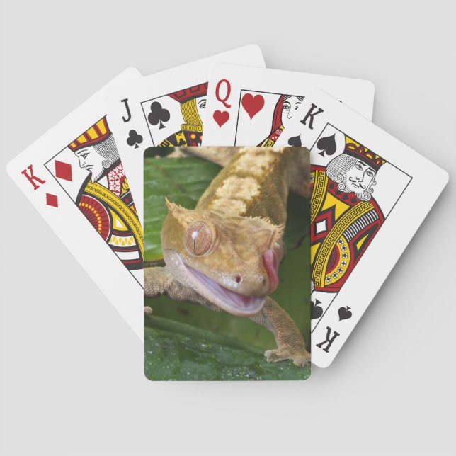 Jeu De Cartes Crested Gecko (dos)