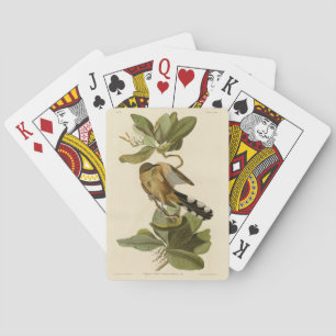 Jeu De Cartes Cuckoo de la mangrove des oiseaux d'Amérique d'Aud