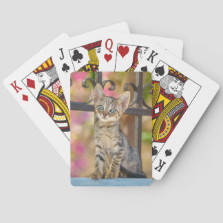 Jeu De Cartes Cute Young Tabby Kitten aux yeux bleus dans un jar