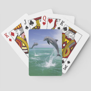 Jeu De Cartes Dauphins de verdure Tursiops truncatus