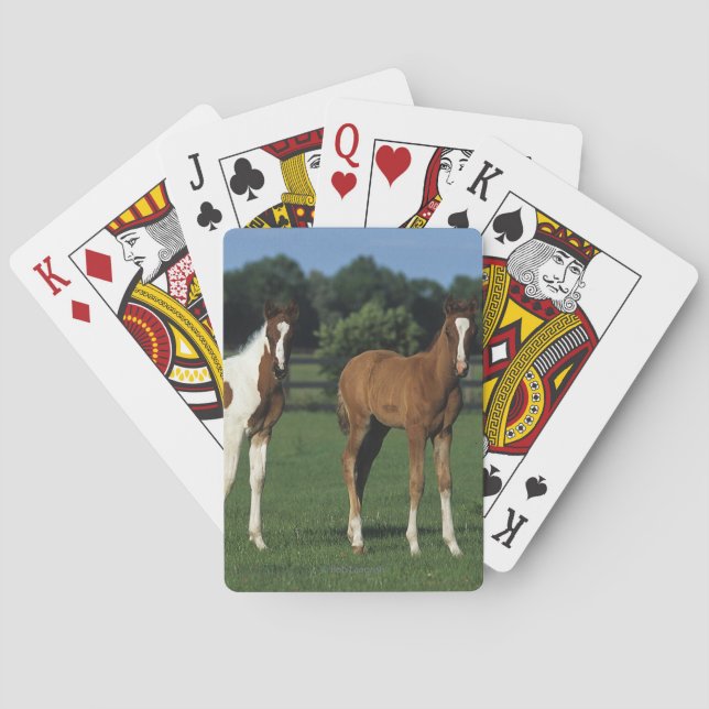 Jeu De Cartes Des poulains arabes debout dans le champ de Grassy (dos)