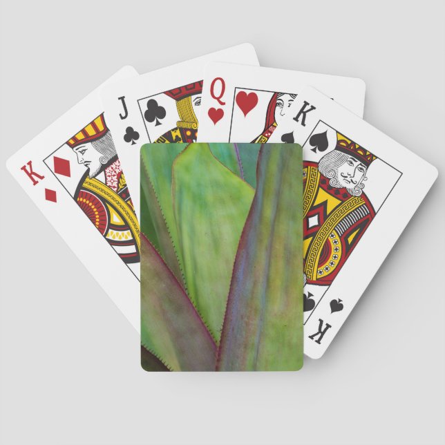 Jeu De Cartes Détail du Plante Agave (dos)