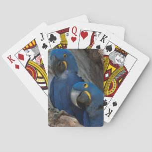 Jeu De Cartes Deux aras hyacinthes, Brésil