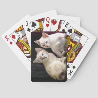 Jeu De Cartes Deux Bobtail de Mekong Tabby Point Kittens