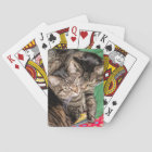 Deux chats en difficulté 