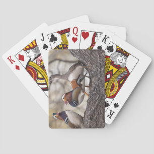 Jeu De Cartes Deux mâles en lice pour un canard mandarin femelle