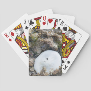 Jeu De Cartes Dollar du sable dans le Fiji Reef à Low Tide