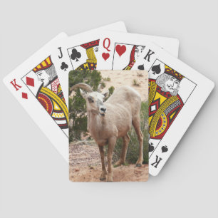 Jeu De Cartes Drôle Mouton de Bighorn dans le parc national Zion