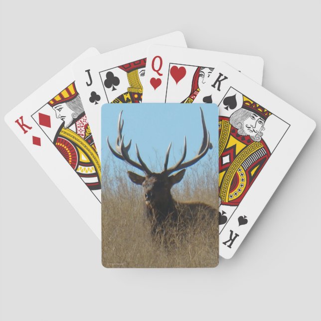 Jeu De Cartes E26 Bull Elk Laying in the Weeds (dos)