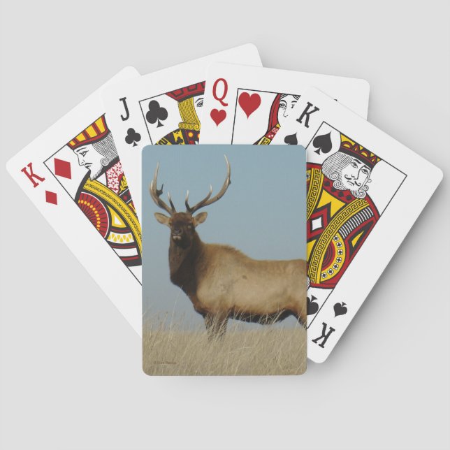 Jeu De Cartes E43 Élan mâle sur fond de ciel (dos)