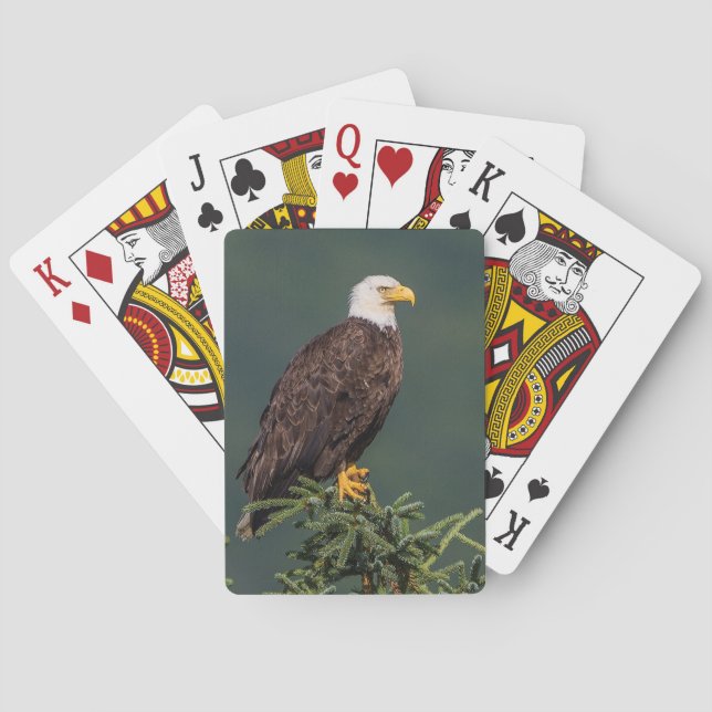 Jeu De Cartes Eagle chauve majestueux (dos)