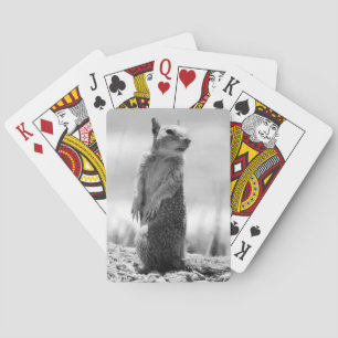 Jeu De Cartes Écureuil