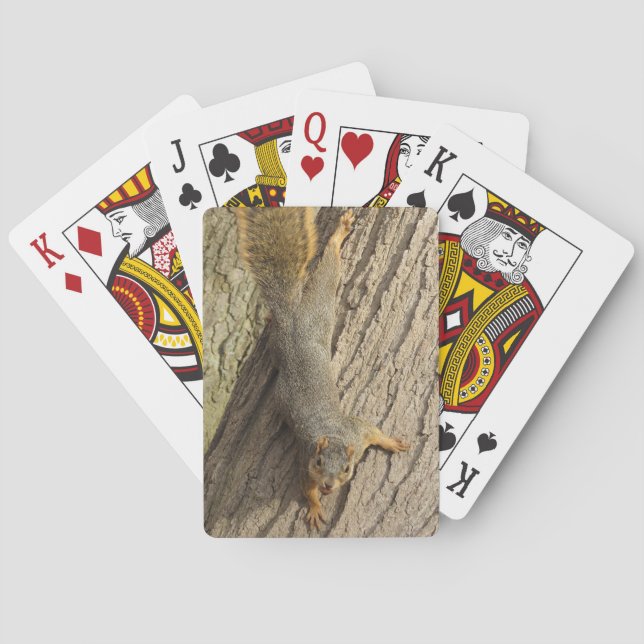 Jeu De Cartes Écureuil dans l'arbre avec la photo de la noix (dos)