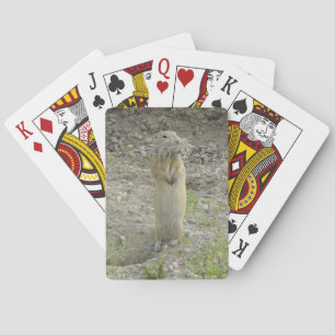 Jeu De Cartes Écureuil terrestre R1 Richardson