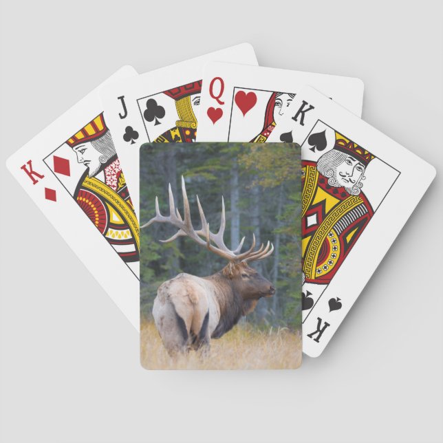 Jeu De Cartes Élan mâle des montagnes Rocheuses (dos)