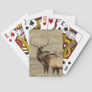 Jeu De Cartes Élan mâle E24