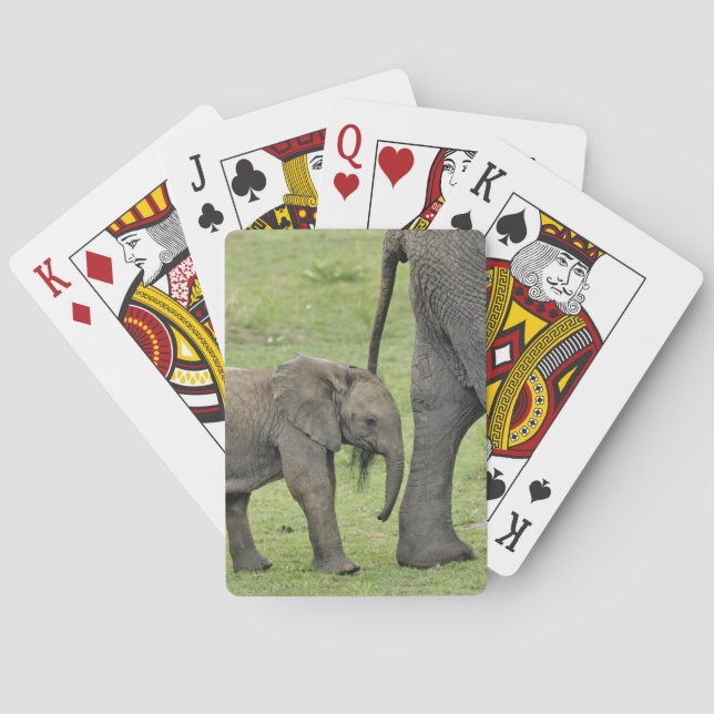 Jeu De Cartes Eléphant africain avec bébé (dos)