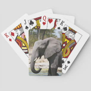 Jeu De Cartes Elephant (Loxodonta africana), Savute Channel