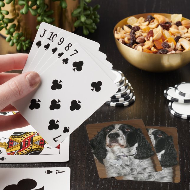 Jeu De Cartes English Springer Spaniel Pet Photo (In Situ)