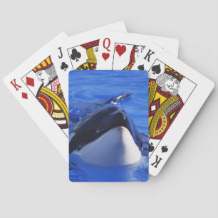 Jeu De Cartes Épaulard d'orque