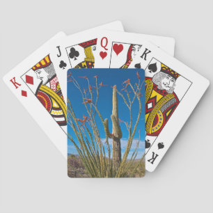 Jeu De Cartes États-Unis, Arizona. Cactus dans le parc national 