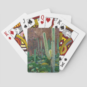 Jeu De Cartes États-Unis, Arizona. Champ de cactus saguaro près