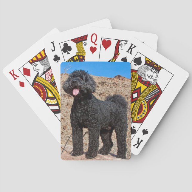 Jeu De Cartes États-Unis, Californie. Labradoodle debout (dos)