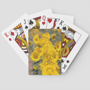 Jeu De Cartes États-Unis, Kansas. Tournesols (Helianthus Annuus)