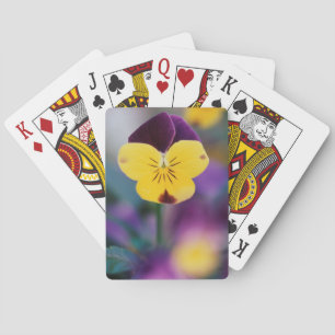 Jeu De Cartes États-Unis, Utah, gros plan de Viola tricolor dans